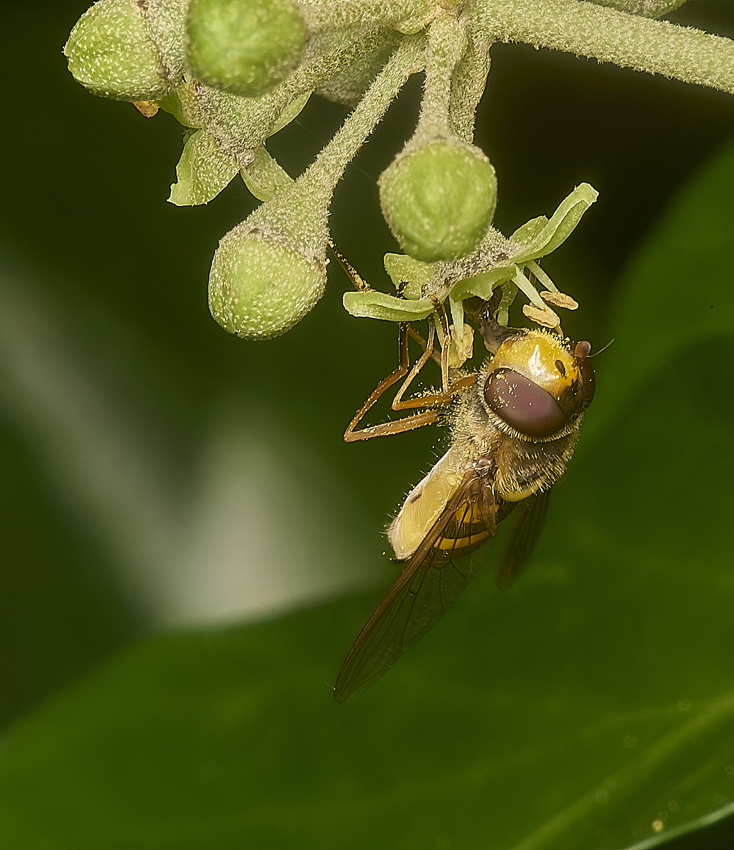 HanworthSyrphus031024-2