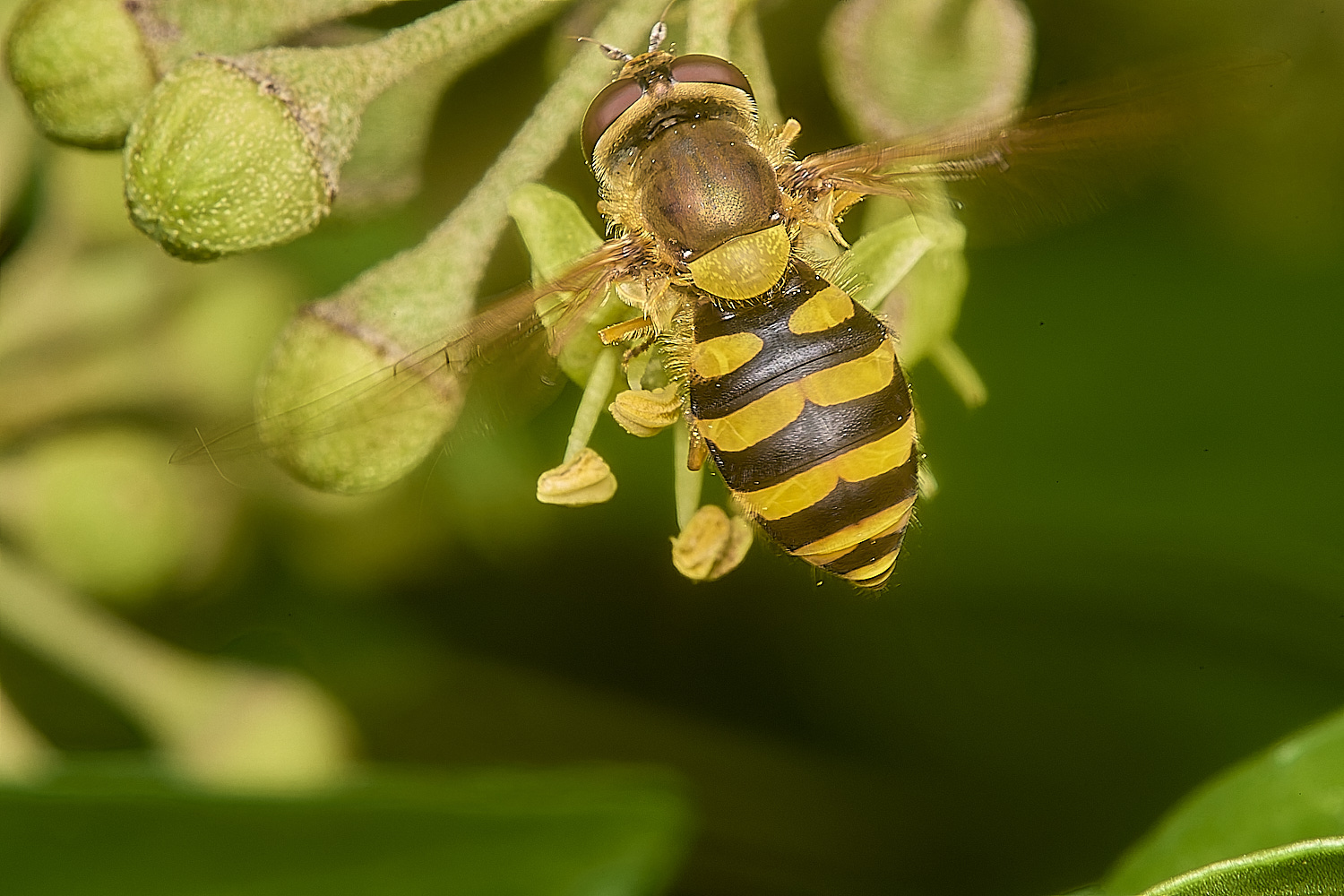 HanworthSyrphus031024-3