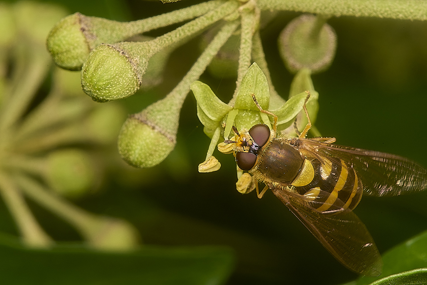 HanworthSyrphus031024-4