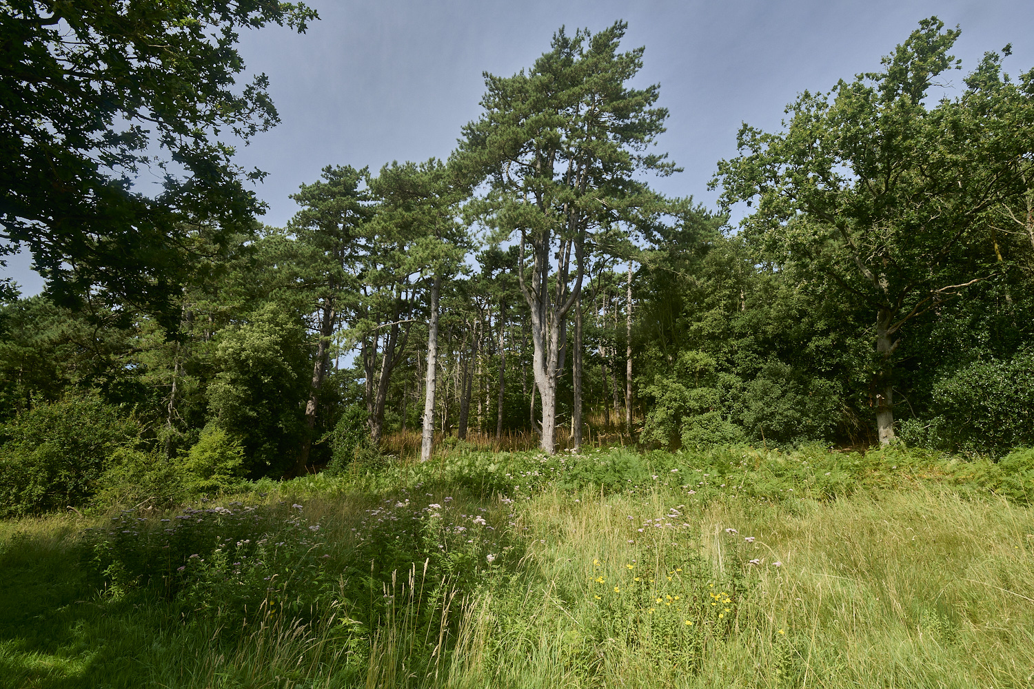 Holkham130824-4