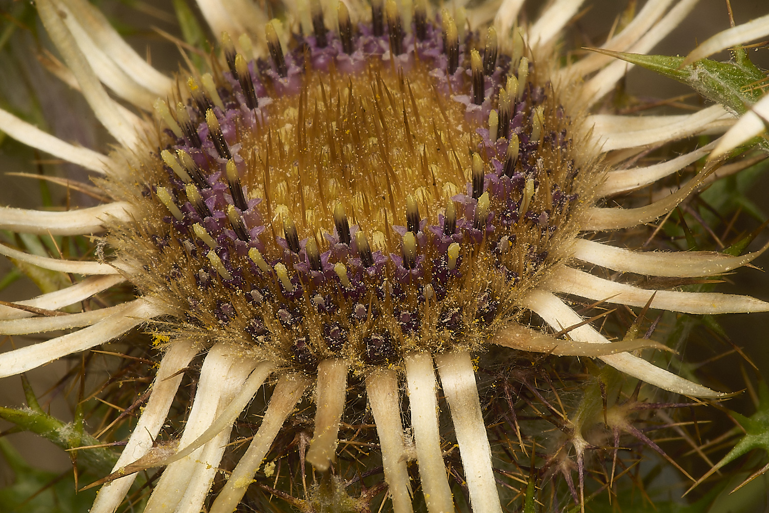 HolkhamCarlineThistle130824-1