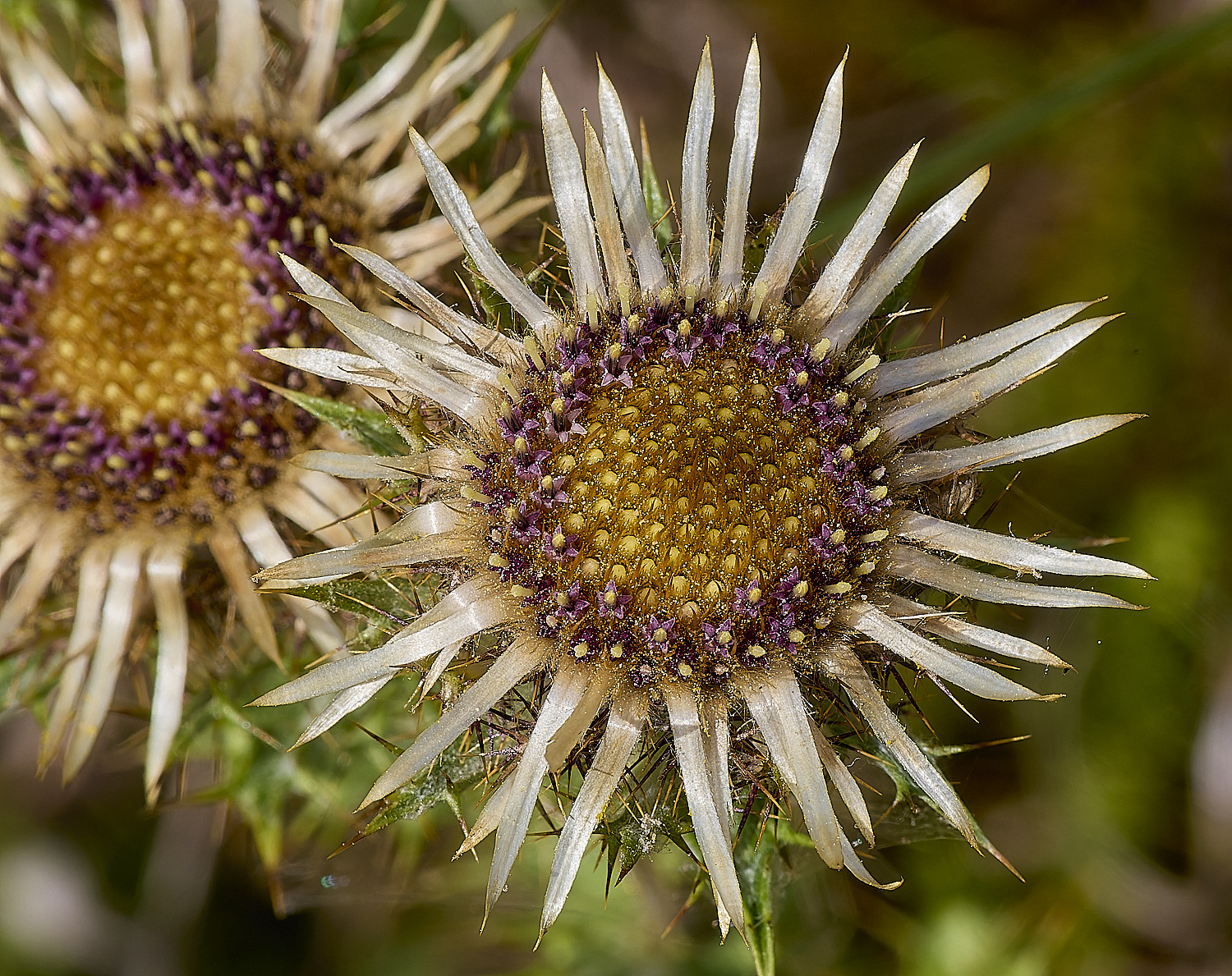 HolkhamCarlineThistle130824-3