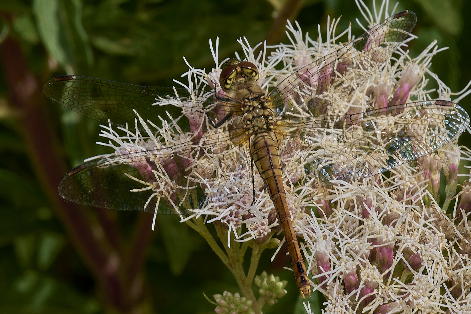 HolkhamDarter130824-1