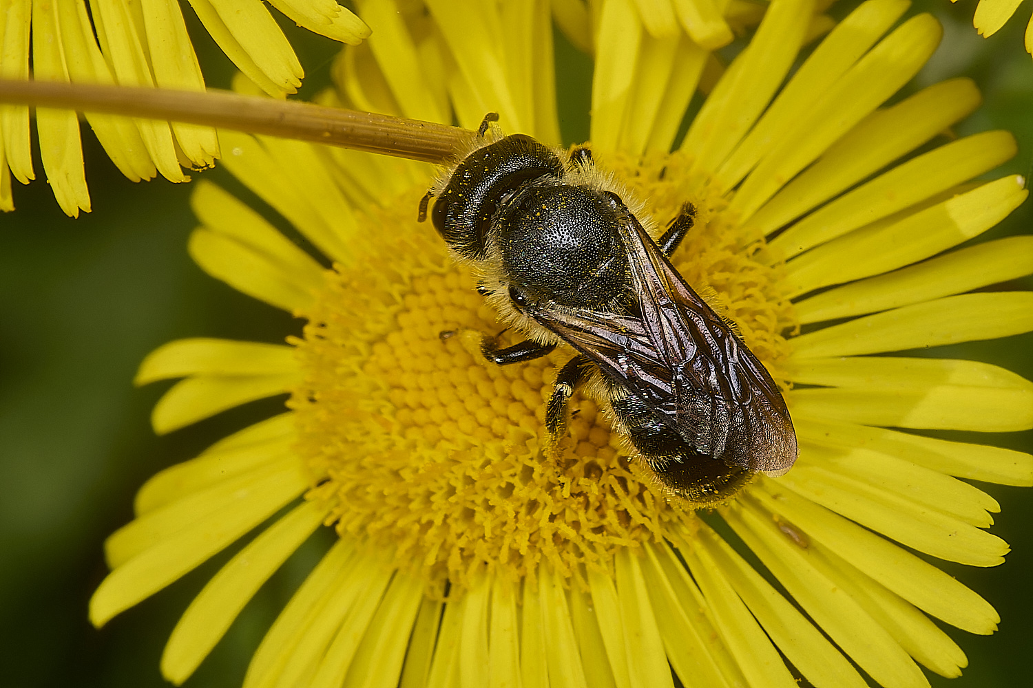 HolkhamMegachile130824-3