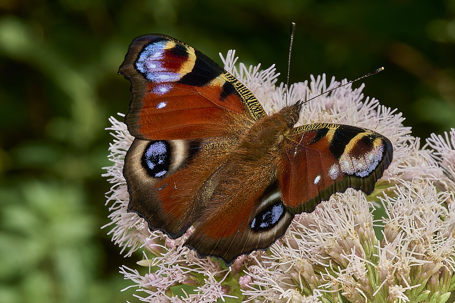 HolkhamPeacock130824-1