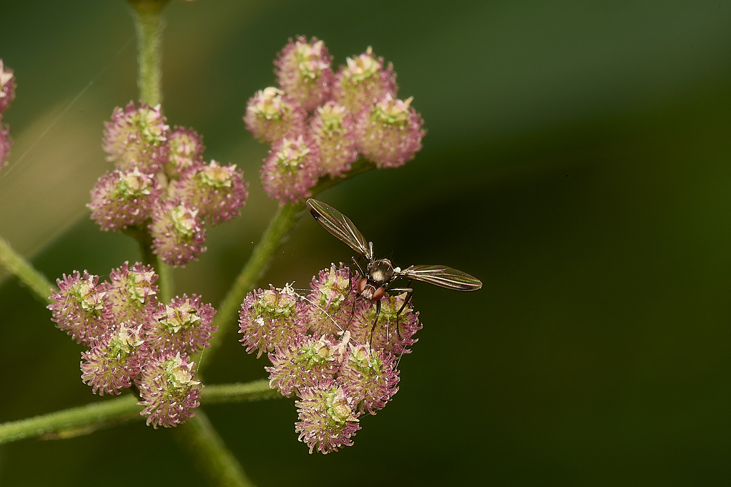 HolkhamPictureWing130824-1