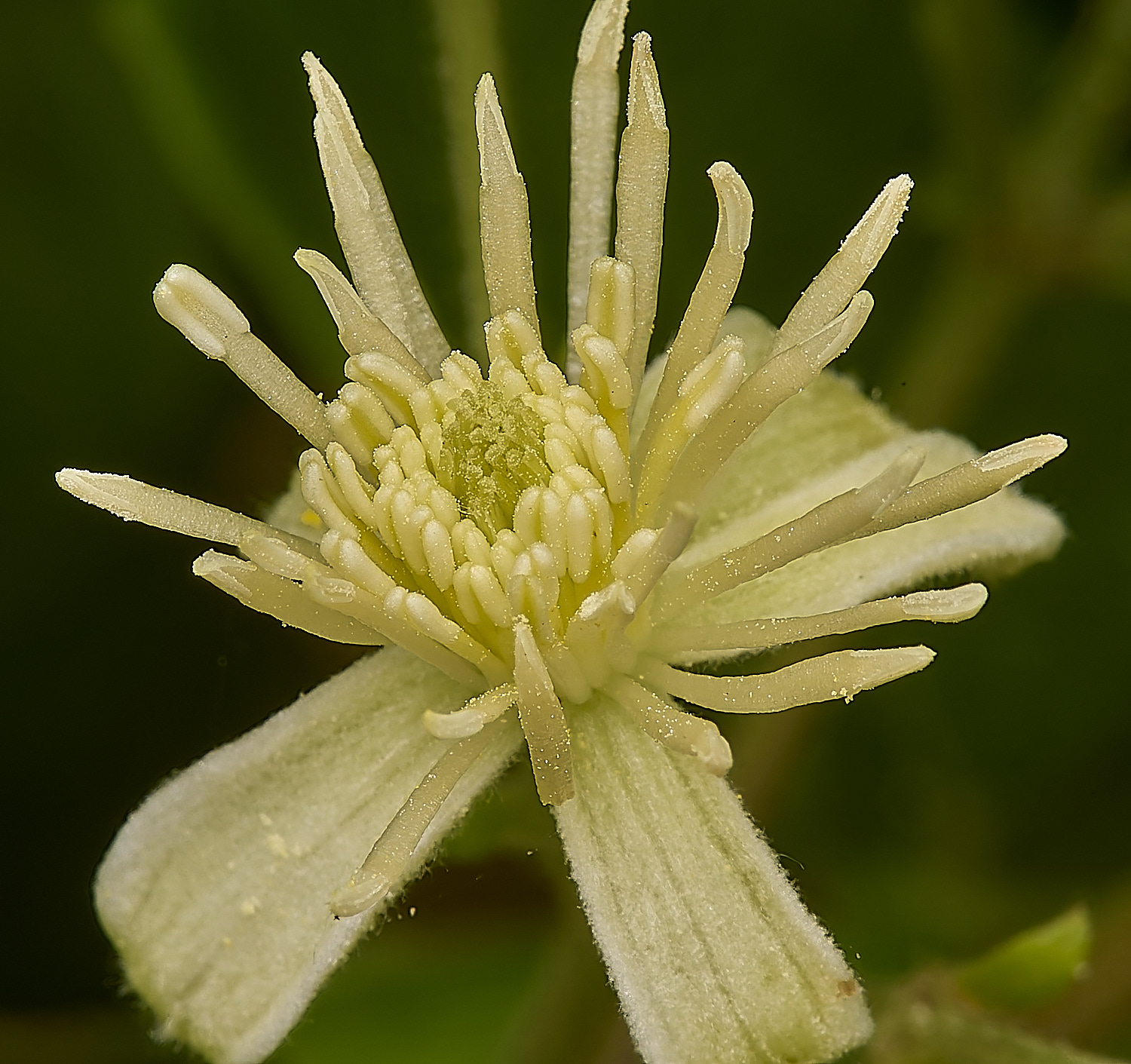 HolmeClematis300724-1-NEF-