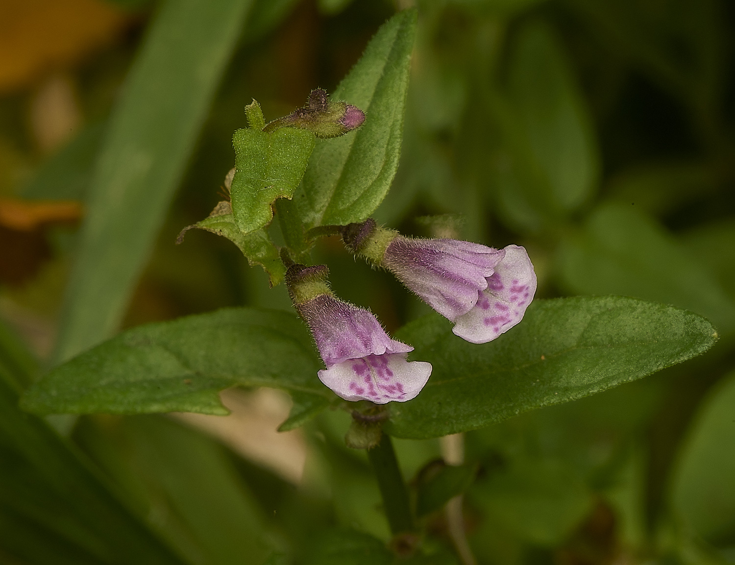 HoltLowesLesserSkullcap210924-1