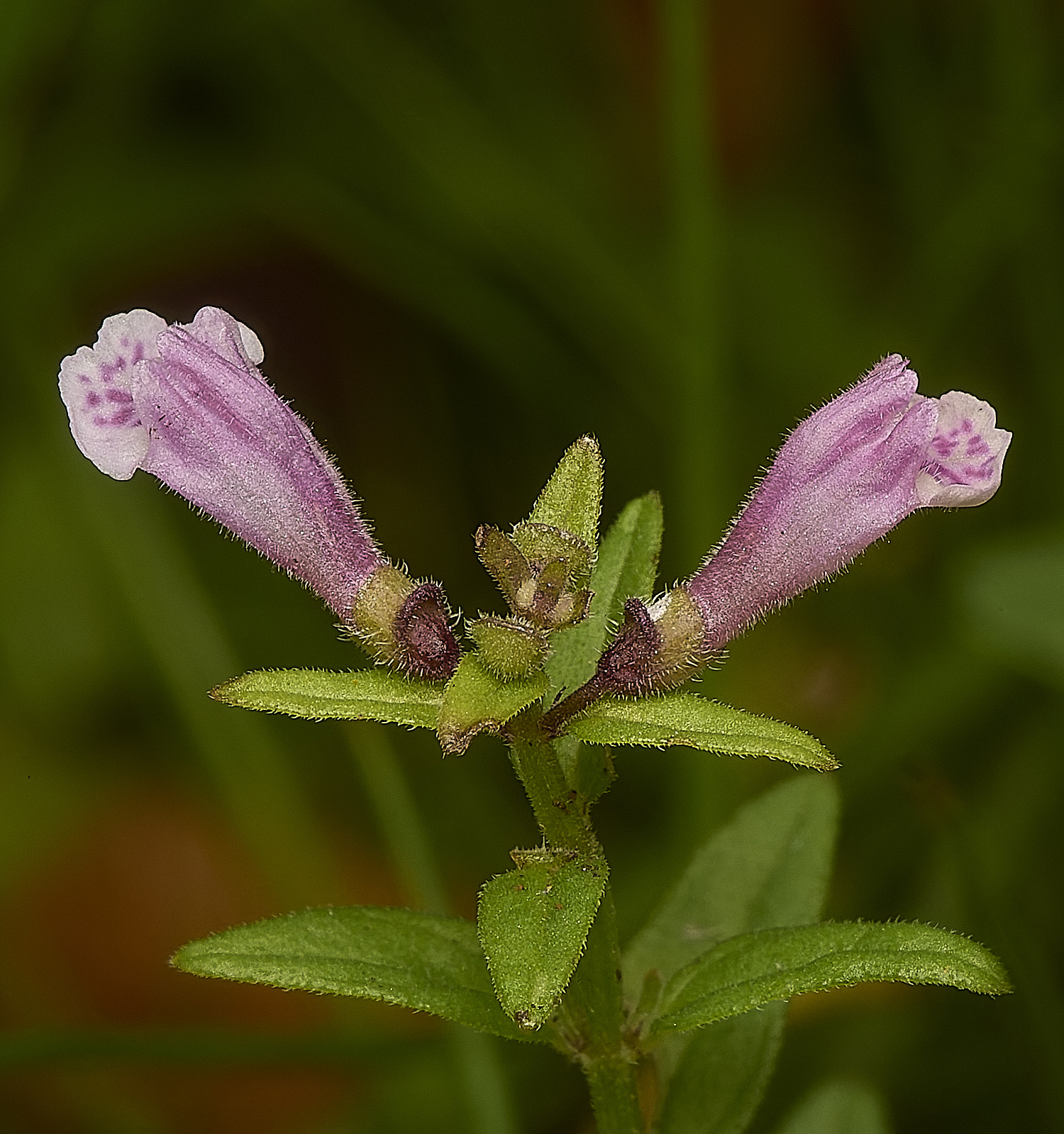 HoltLowesLesserSkullcap210924-2