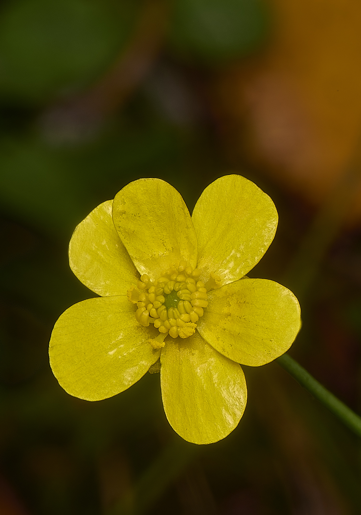 HoltLowesLesserSpearwort210924-1