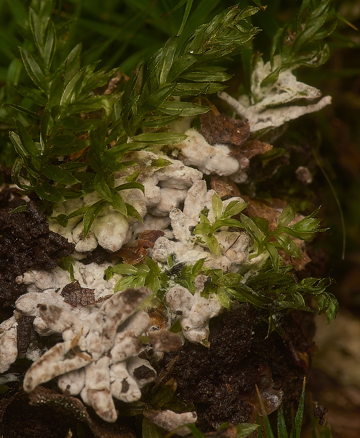 HoltLowesMossFungus210924-2