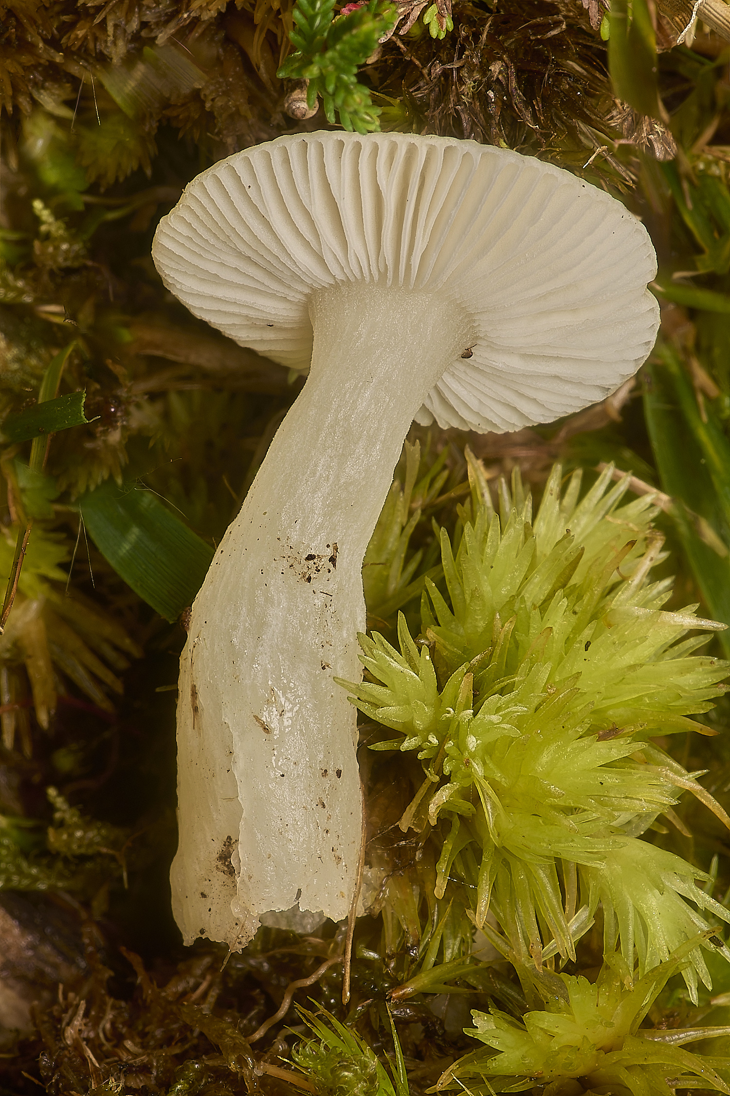 HoltLowesSnowyWaxcap210924-1