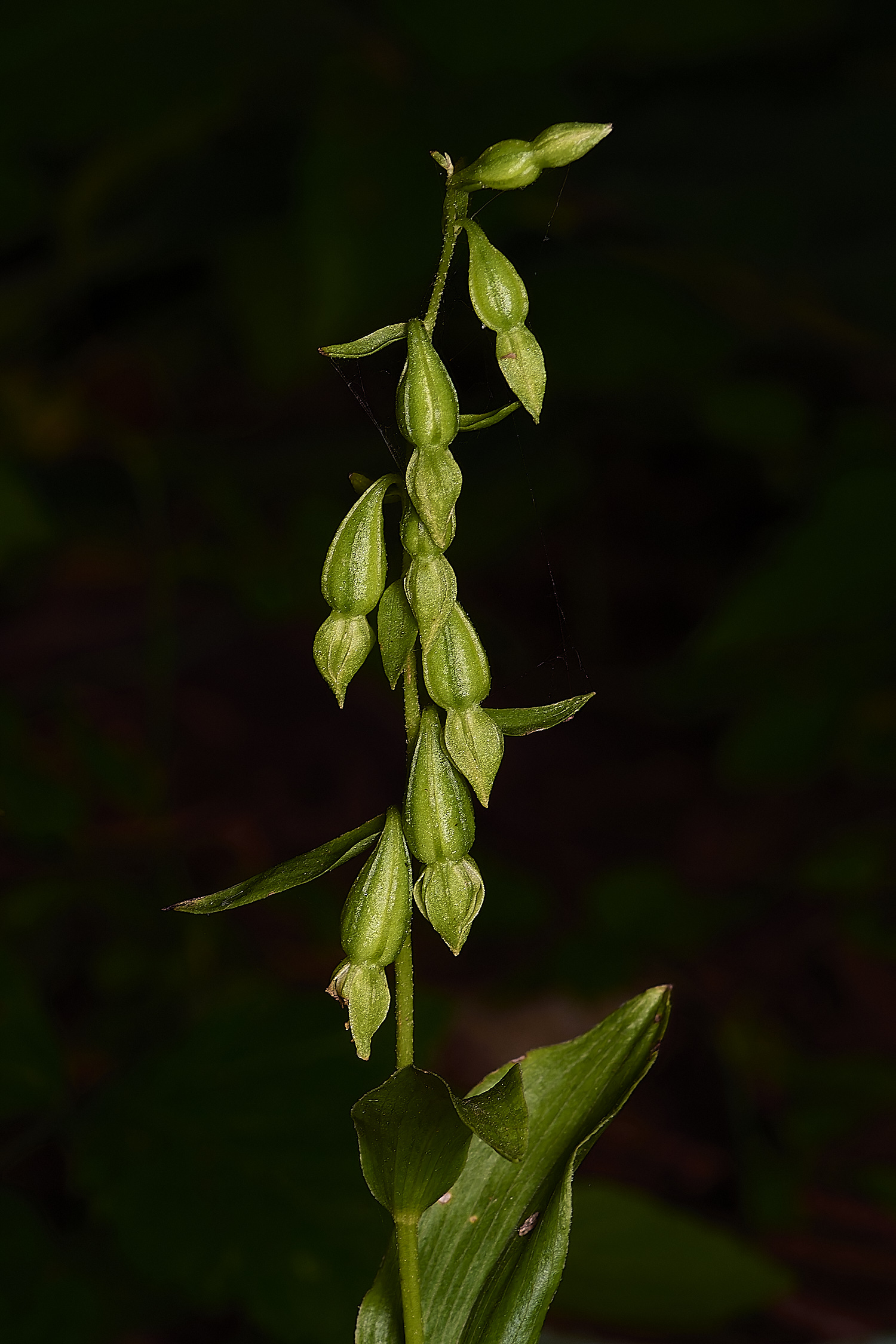 HonninghamgreenHelleborine060824-1-NEF-