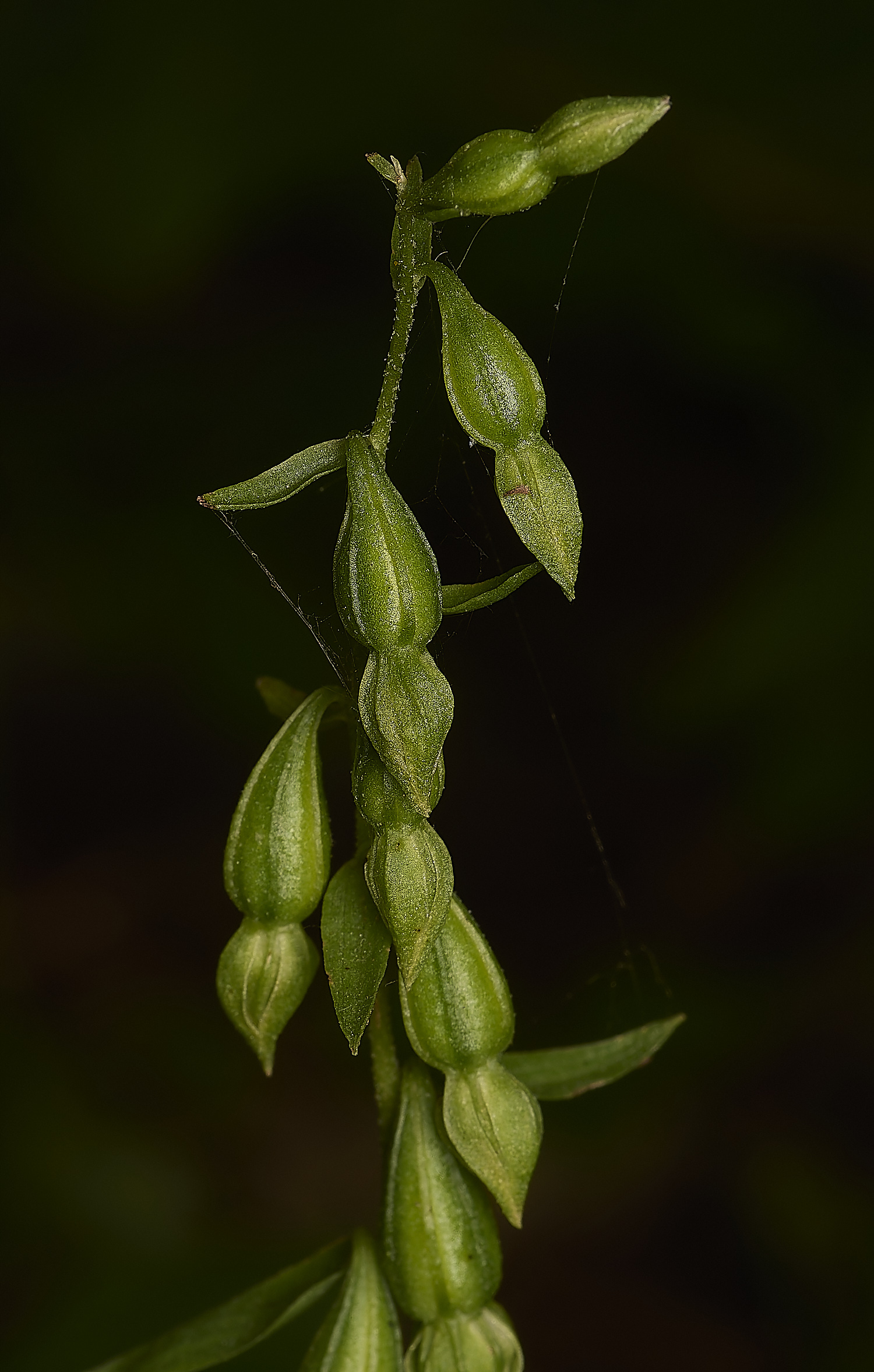 HonninghamgreenHelleborine060824-2-NEF-