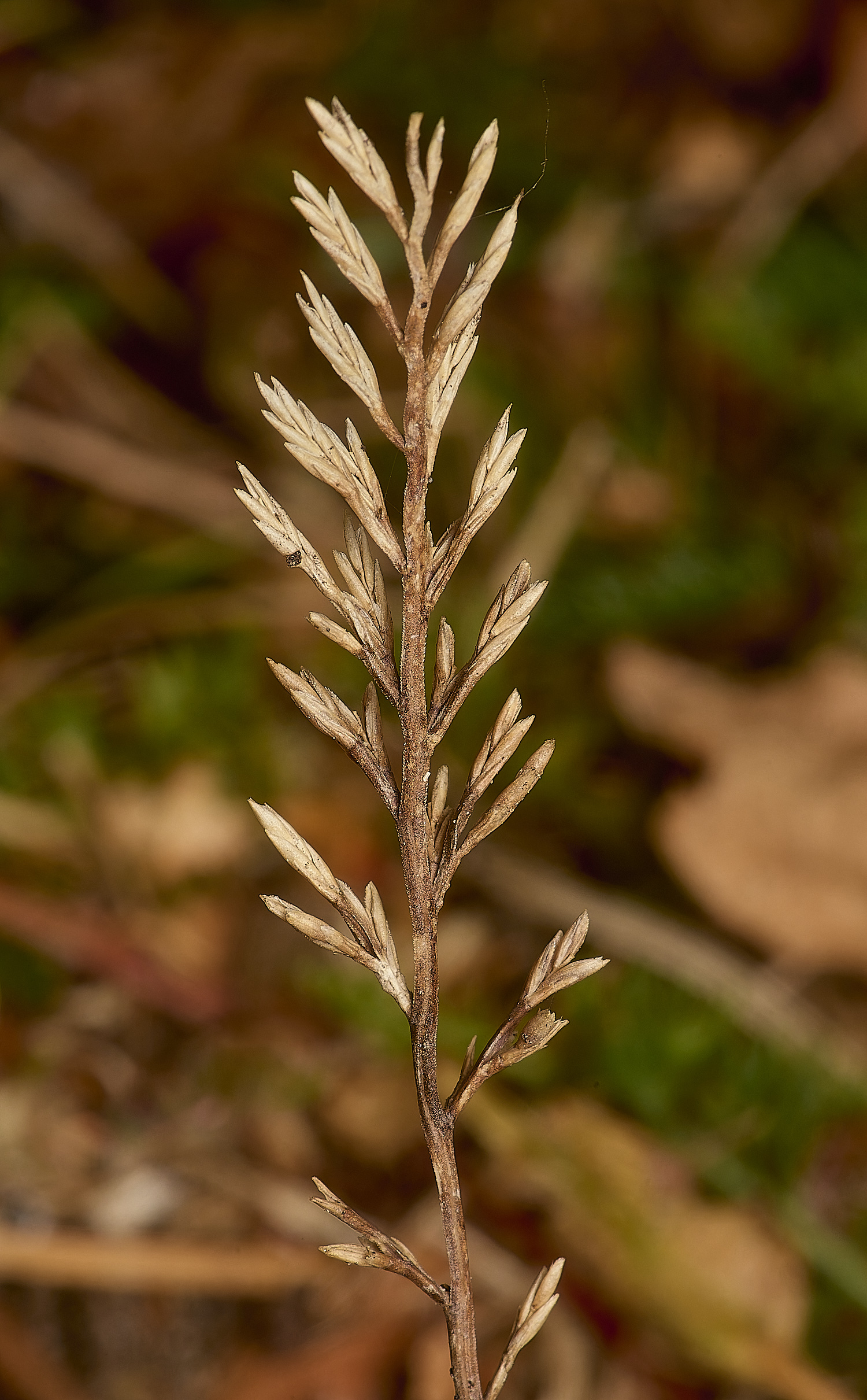 HorningFeatherGrass220824-1-NEF-