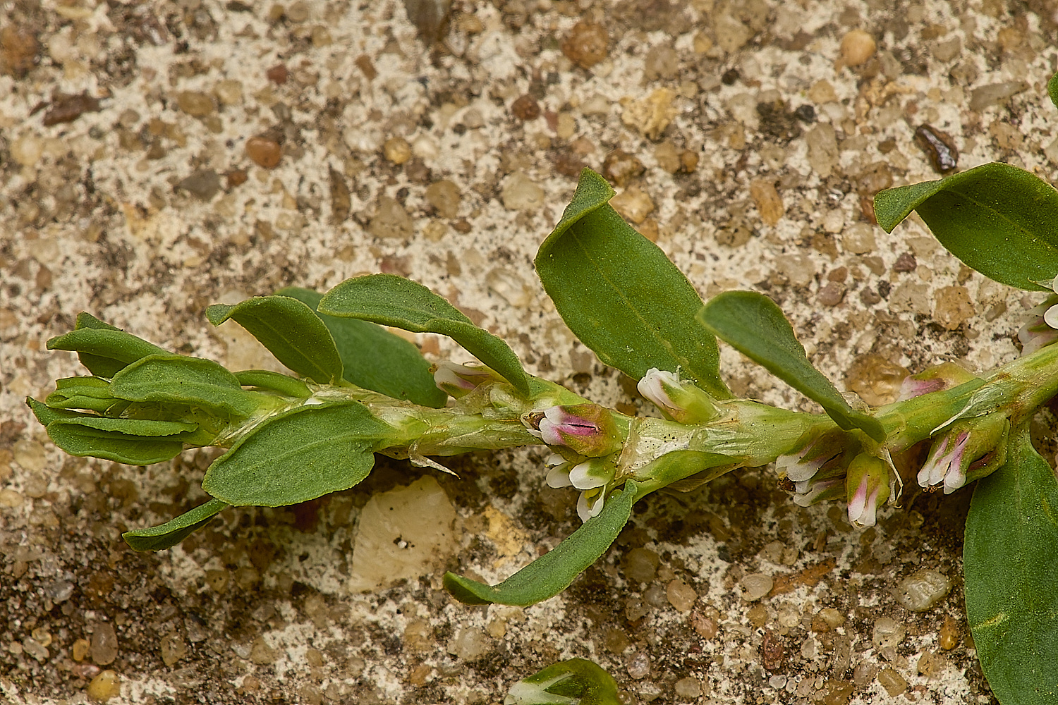 HorningPolygonum220824-1-NEF-