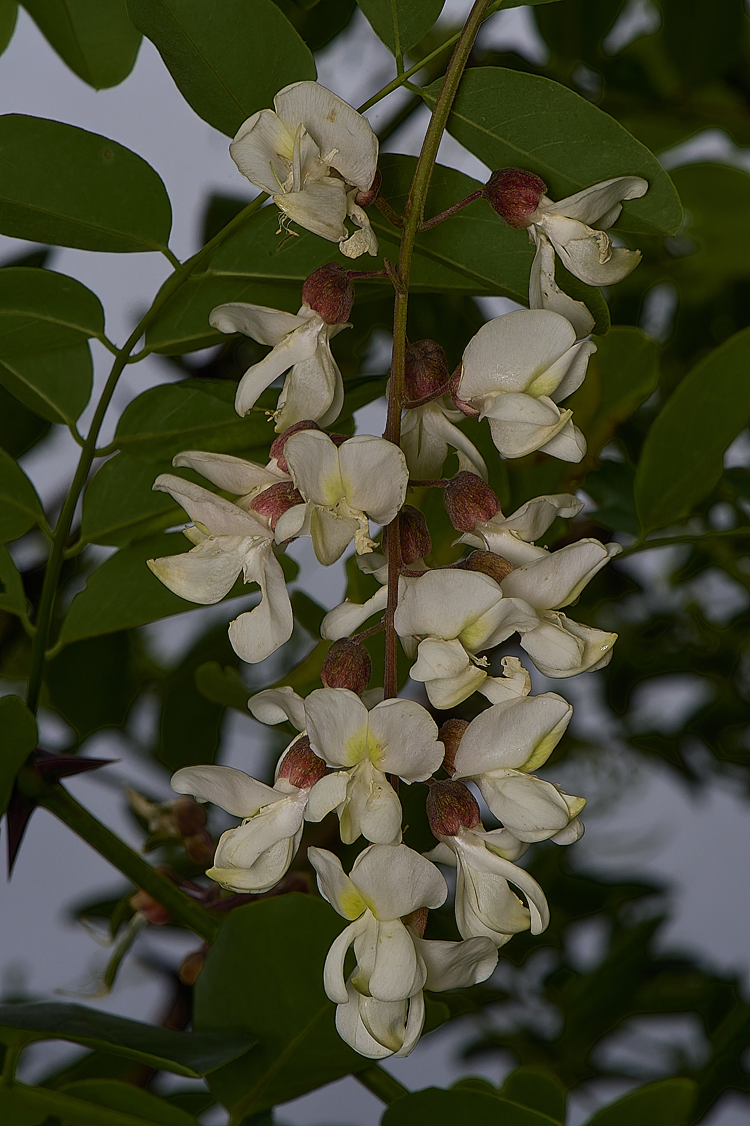 HorningRobinia220824-1-NEF- 1