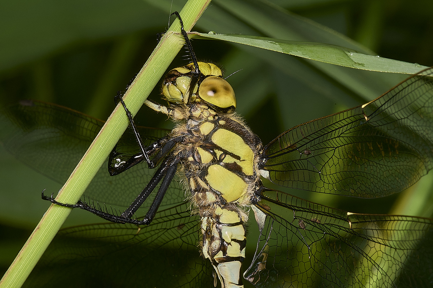HowHillSouthernHawker130723-1-NEF-