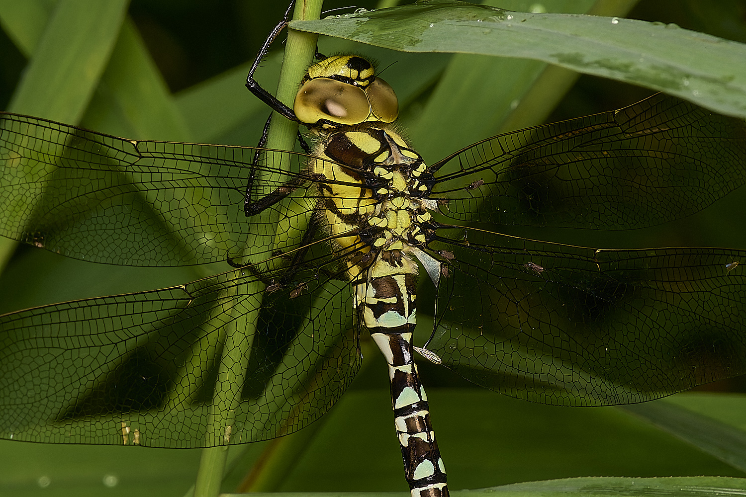 HowHillSouthernHawker130723-5-NEF-