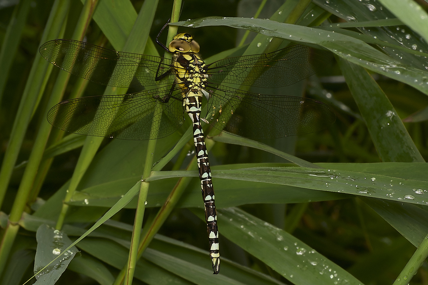 HowHillSouthernHawker130723-6-NEF-