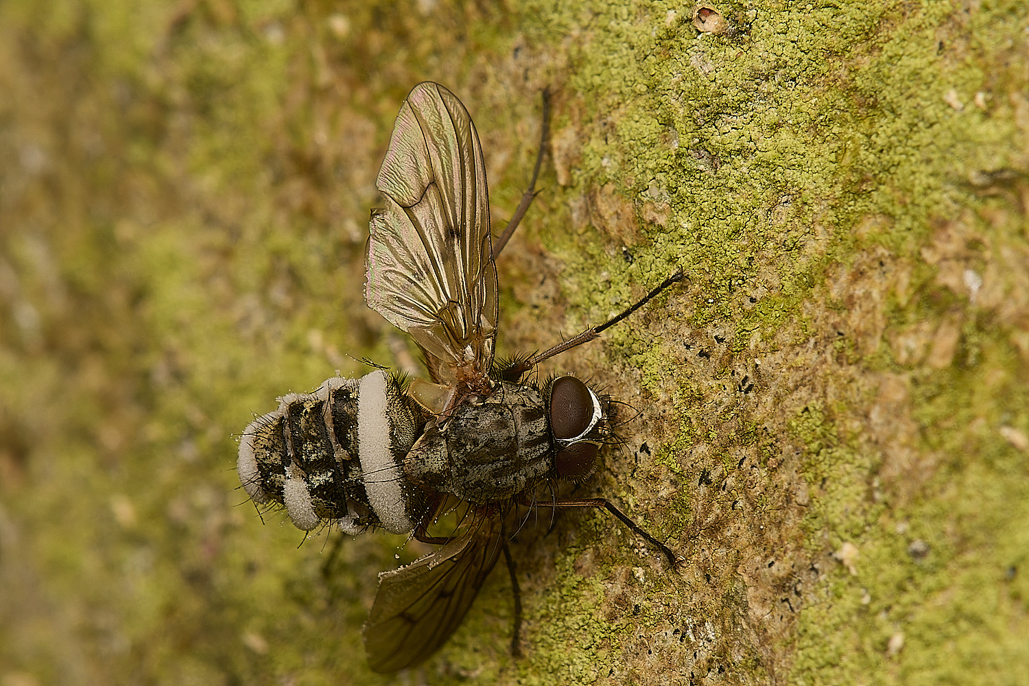 LadyBeltCountryParkFungusFly21124-1