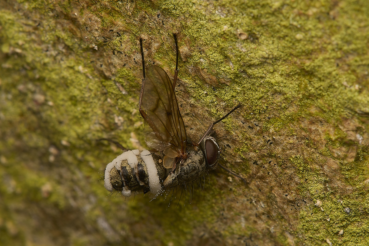 LadyBeltCountryParkFungusFly21124-2