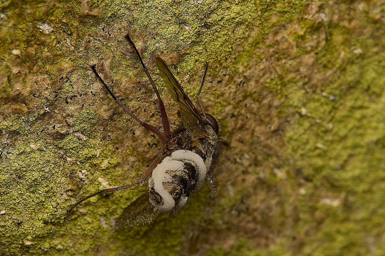 LadyBeltCountryParkFungusFly21124-3