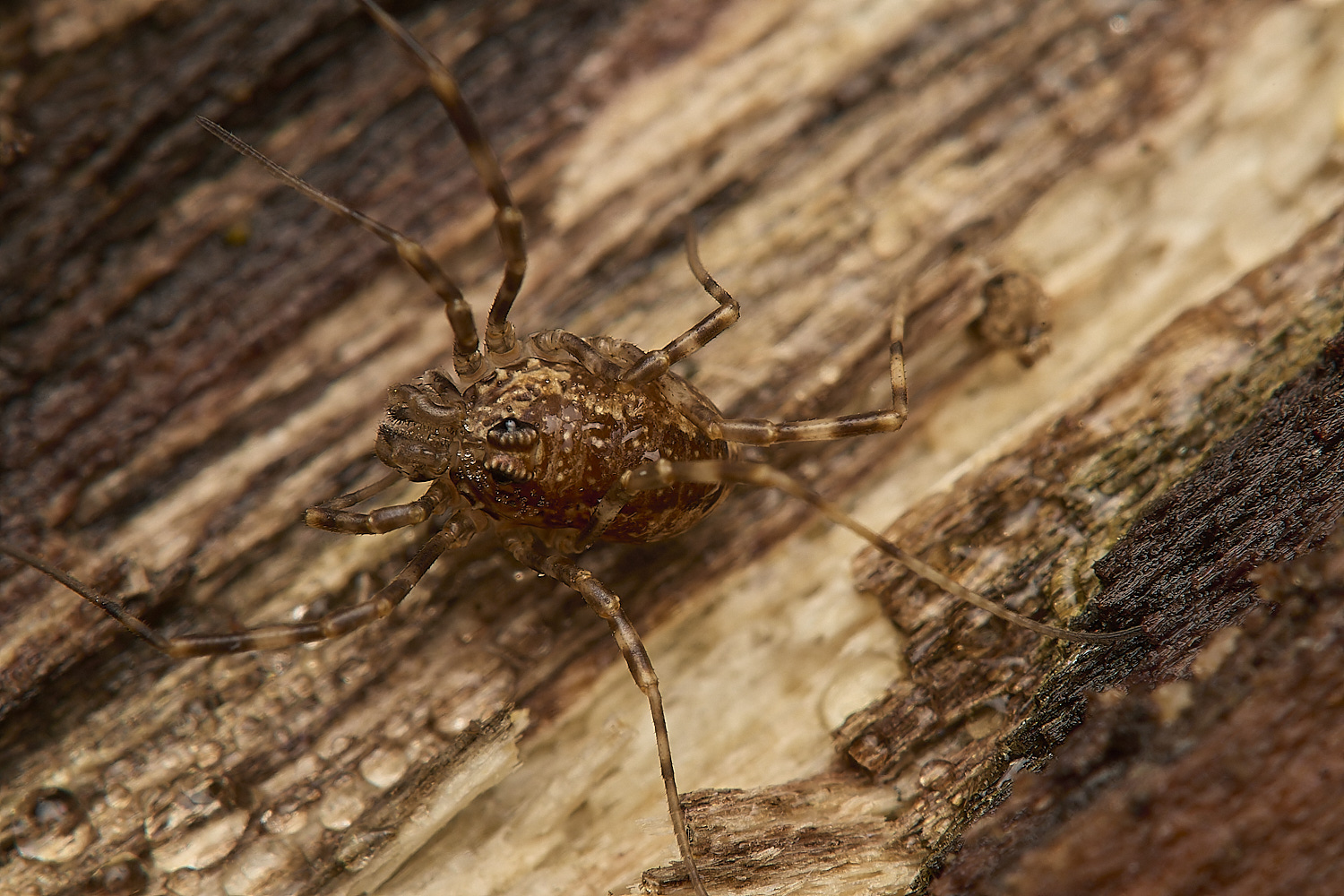 LadyBeltCountryParkPtriangularis211124-1