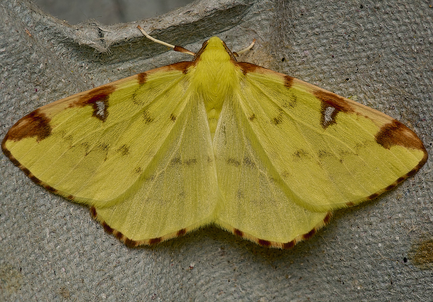 LittlePlumsteadBrimstone200824-1