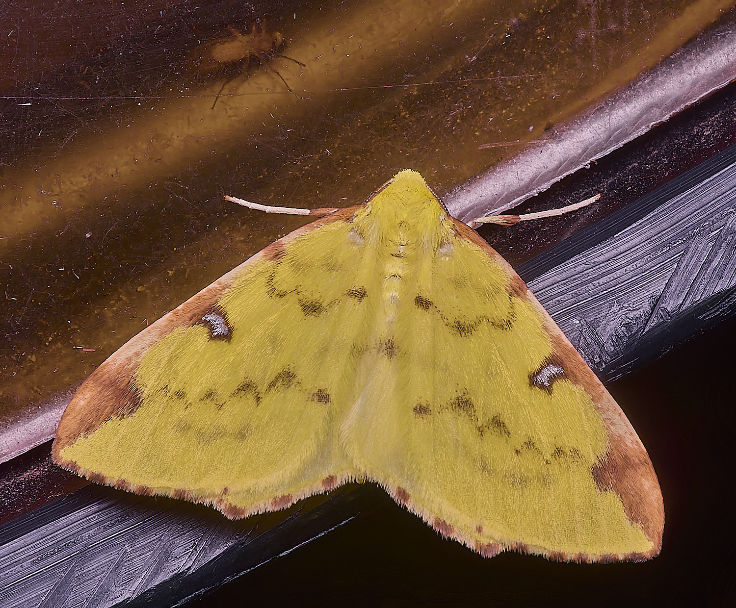 LittlePlumsteadBrimstone200824-2