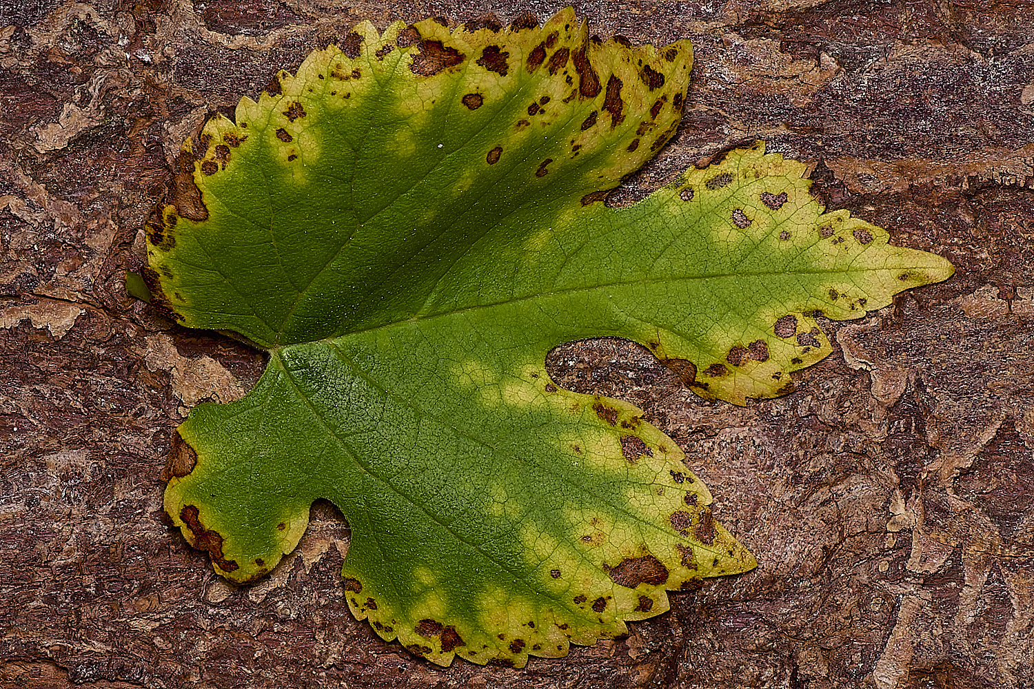 LittlePlumsteadFungus200824-1