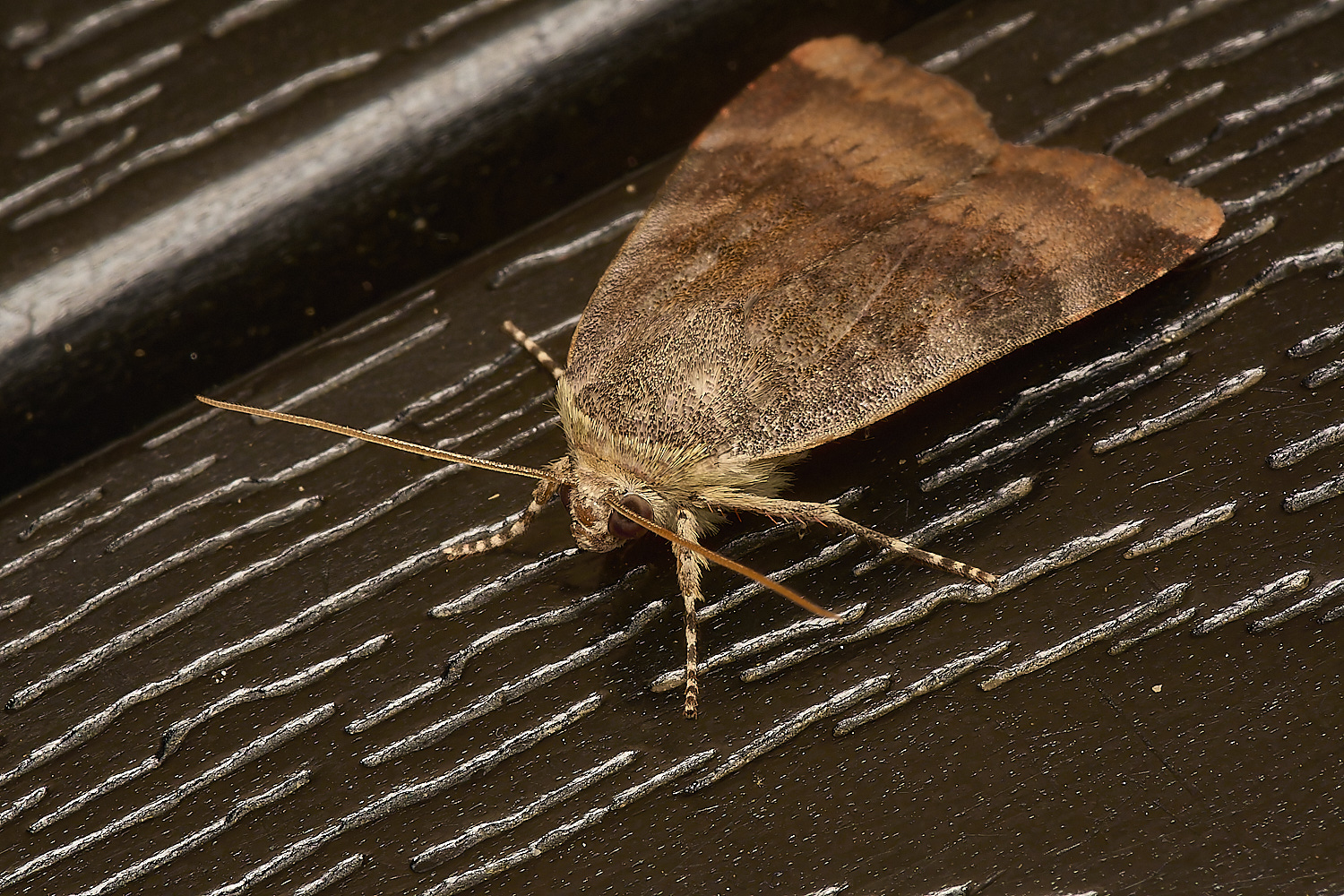 LittlePlumsteadLesserBroad-borderedYellowUnderwing200824-1