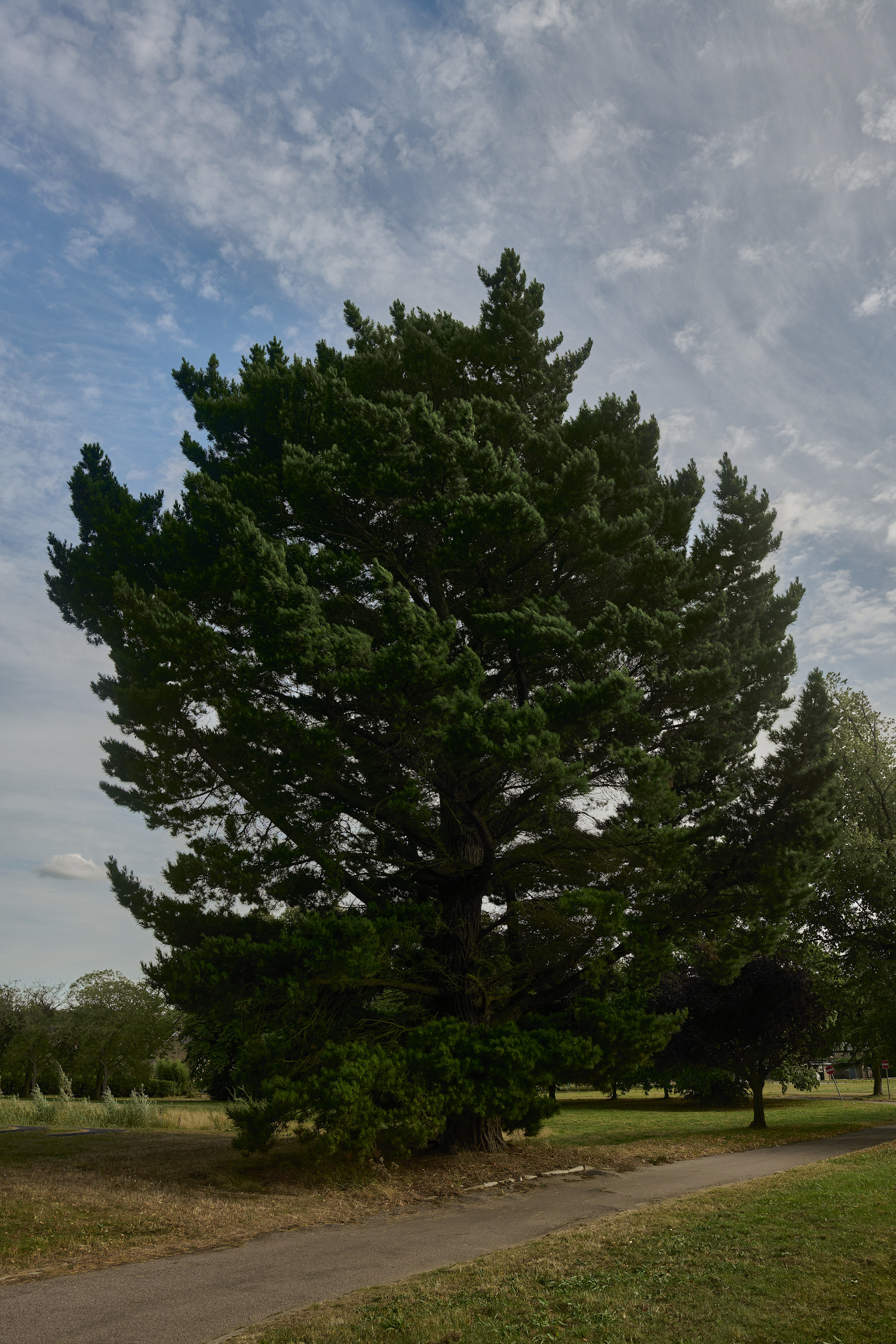 LittlePlumsteadMontereyPine230824-1