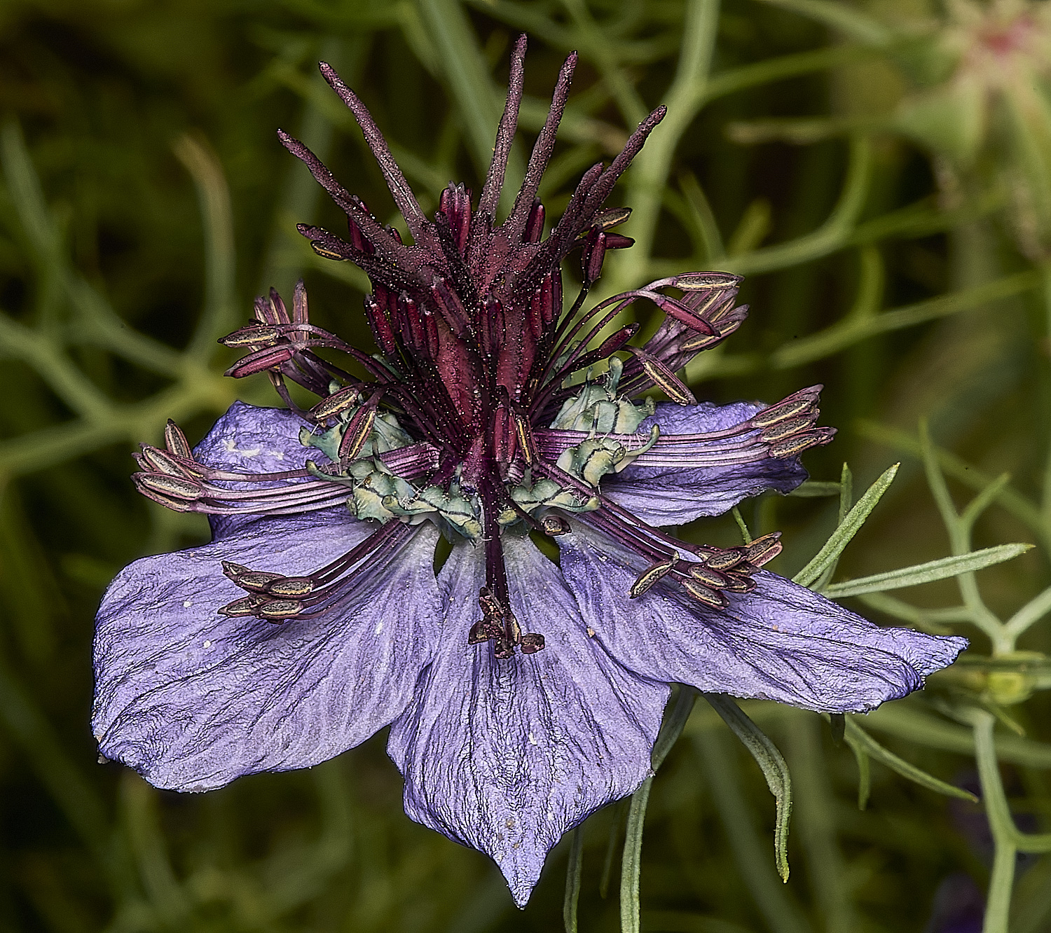 LittlePlumsteadNigella200824-3