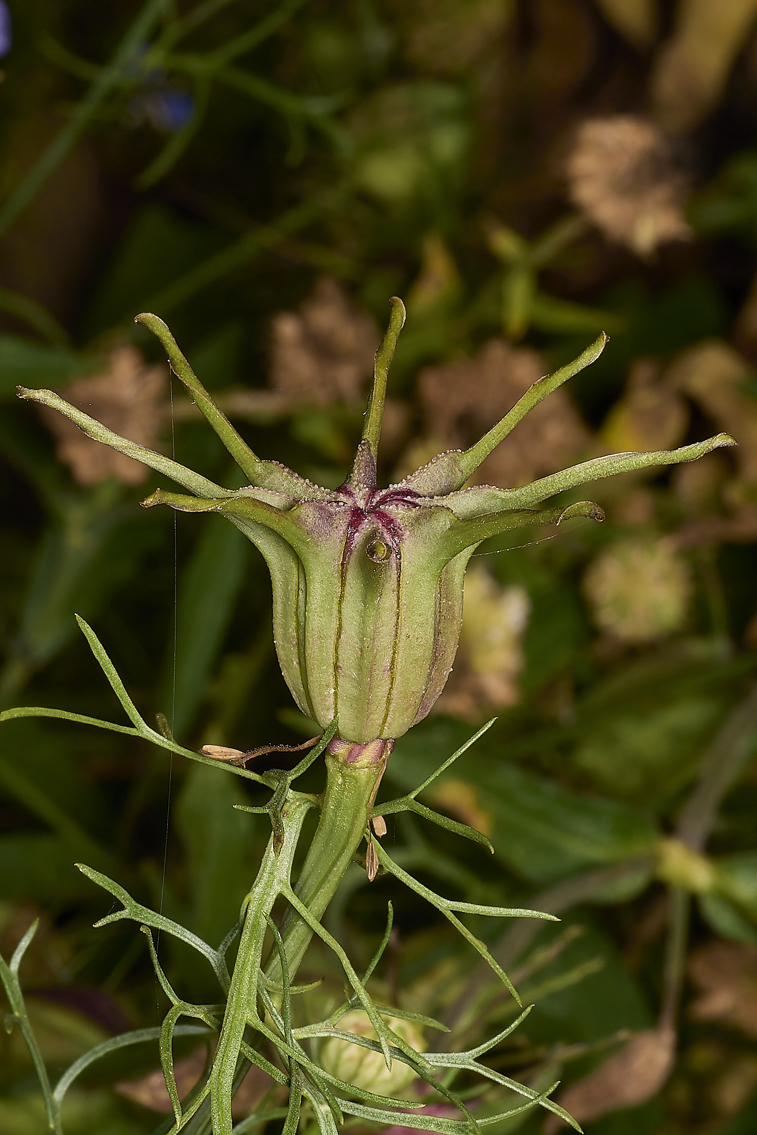 LittlePlumsteadNigella210824-4