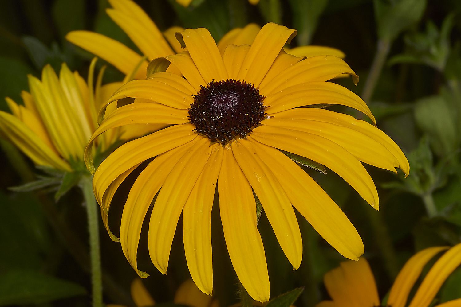 LittlePlumsteadRudbeckia200824-1