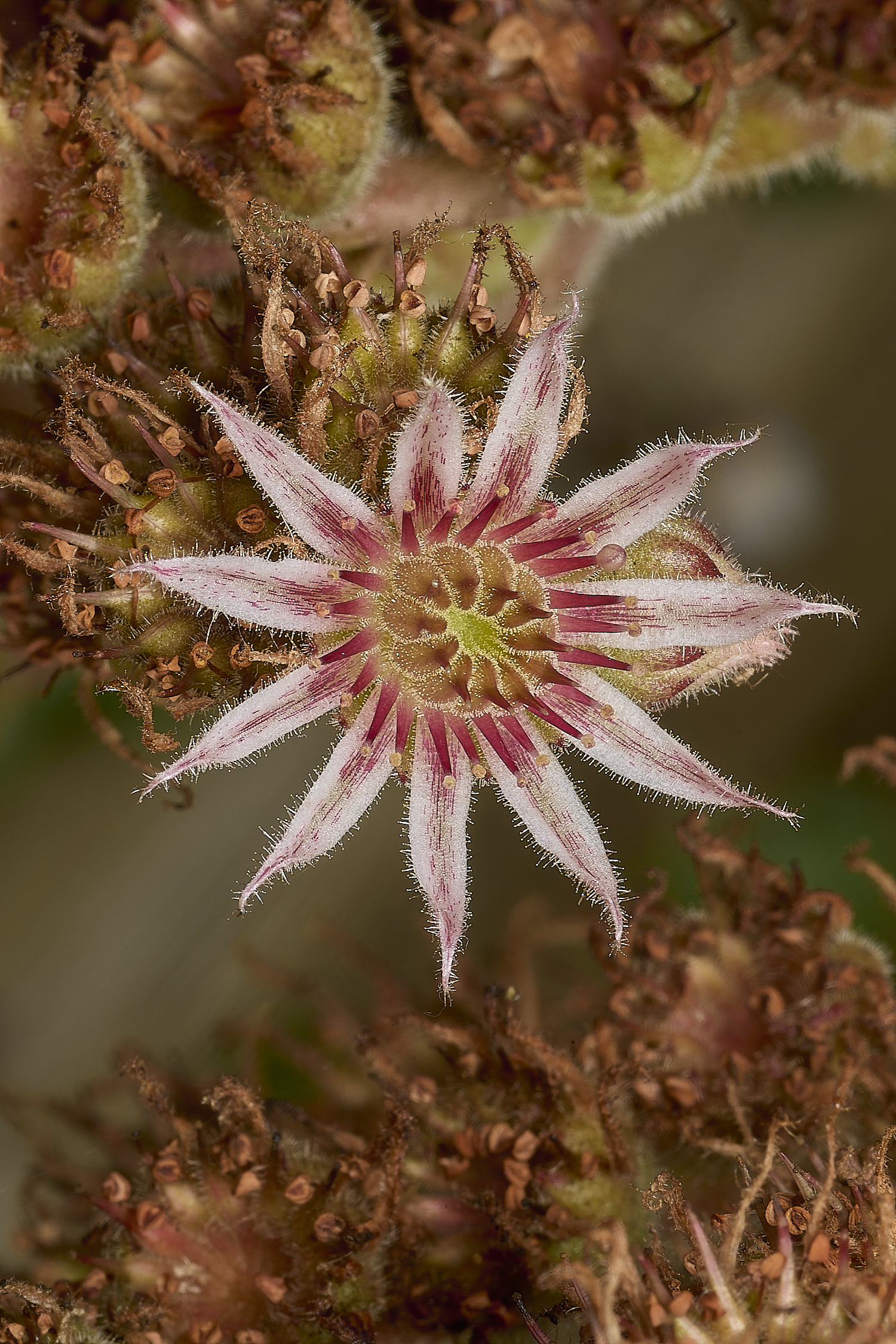 LittlePlumsteadSempervivum230824-1