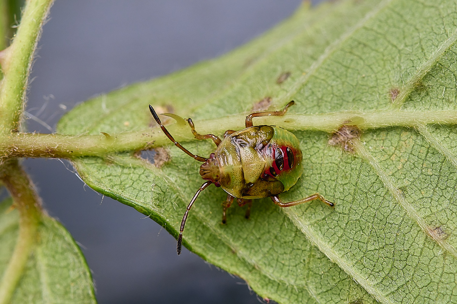 LittlePlumsteadShieldbug180824-1-NEF-