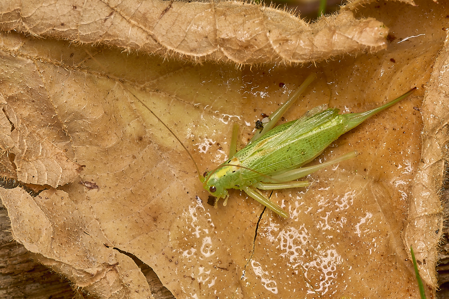 LittlePlumsteadSouthernOakBushCricket180824-1-NEF-