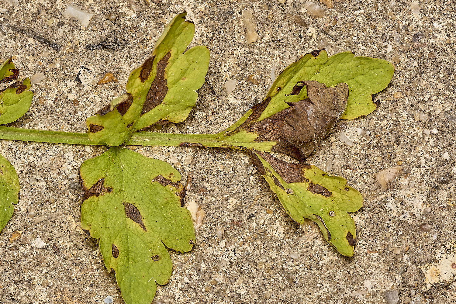 LittlePlumsteadWelshPoppy180824-1-NEF-