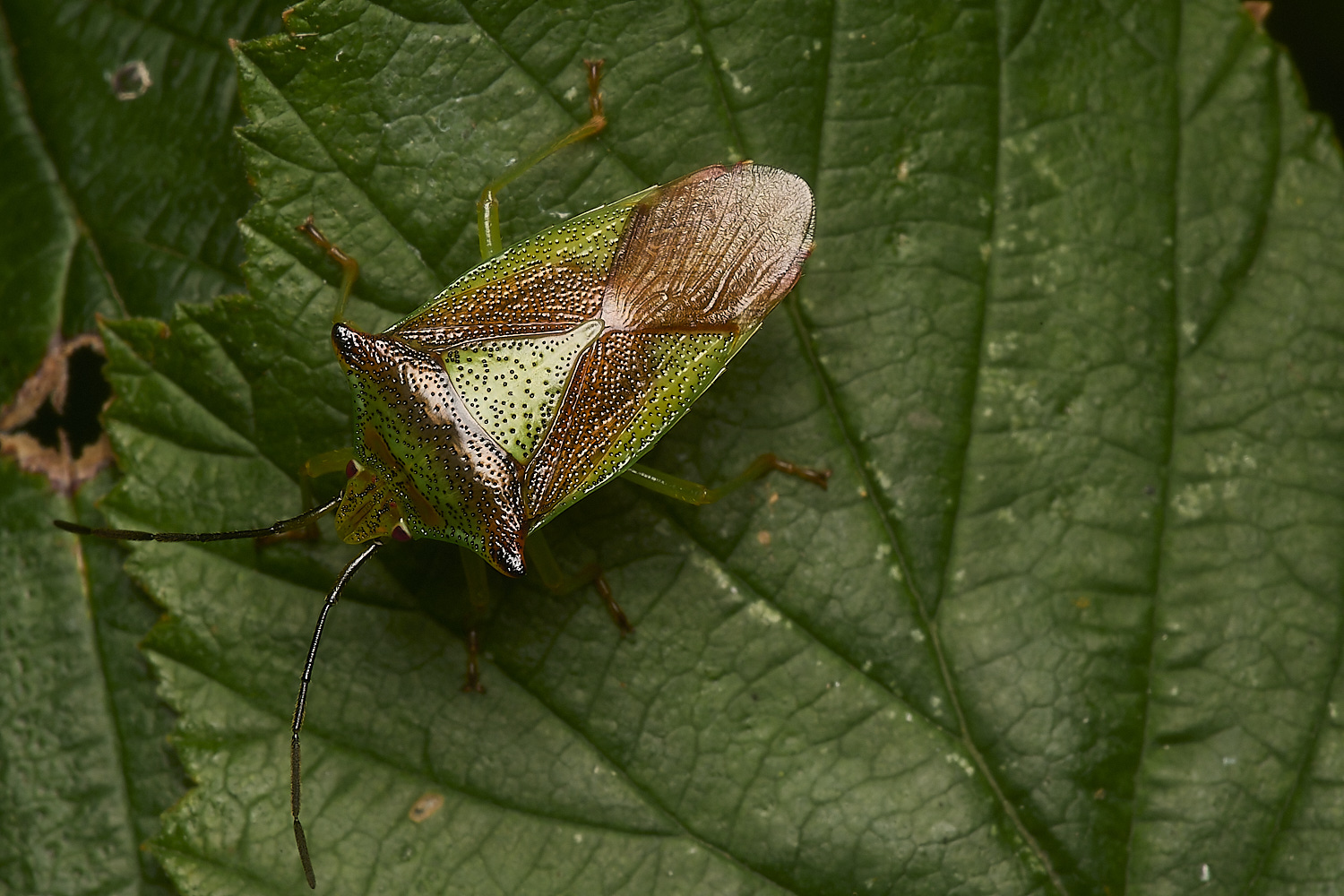 LynfordBirchShieldBug070924-1-NEF-