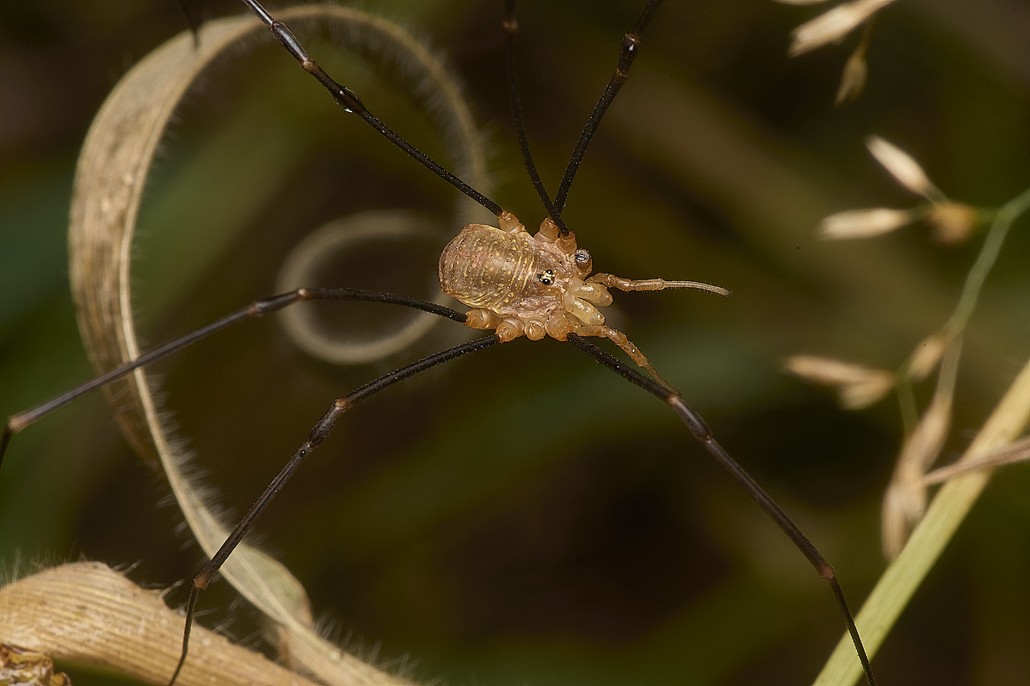 LynfordConiferHarvestmen070924-1-NEF-