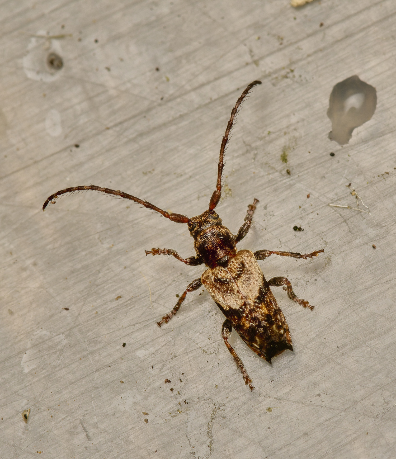 LynfordLonghornBeetle070924-2-NEF- 1