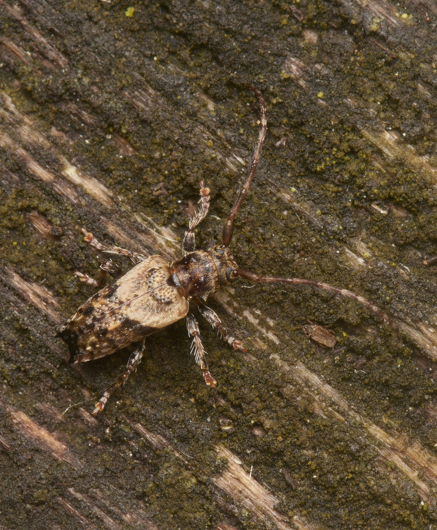 LynfordLonghornBeetle070924-4-NEF- 1