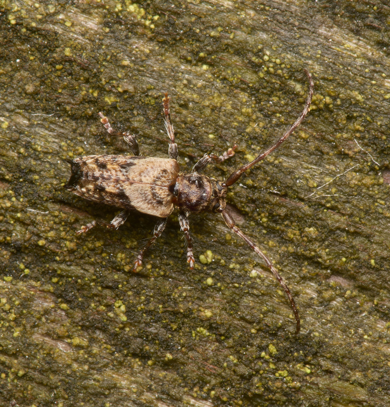 LynfordLonghornBeetle070924-5-NEF- 1