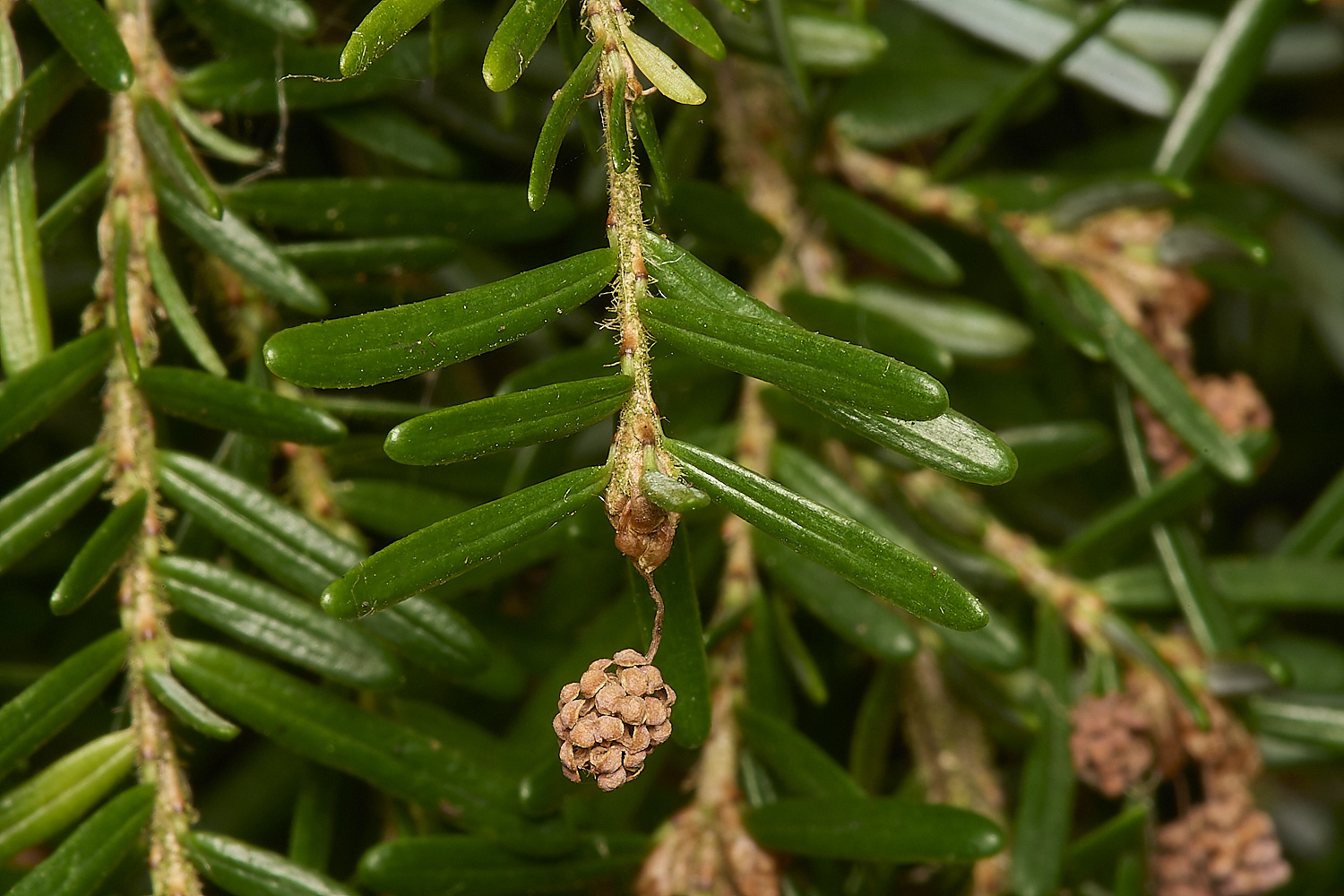 LynfordWesternHemlock070924-4-NEF-