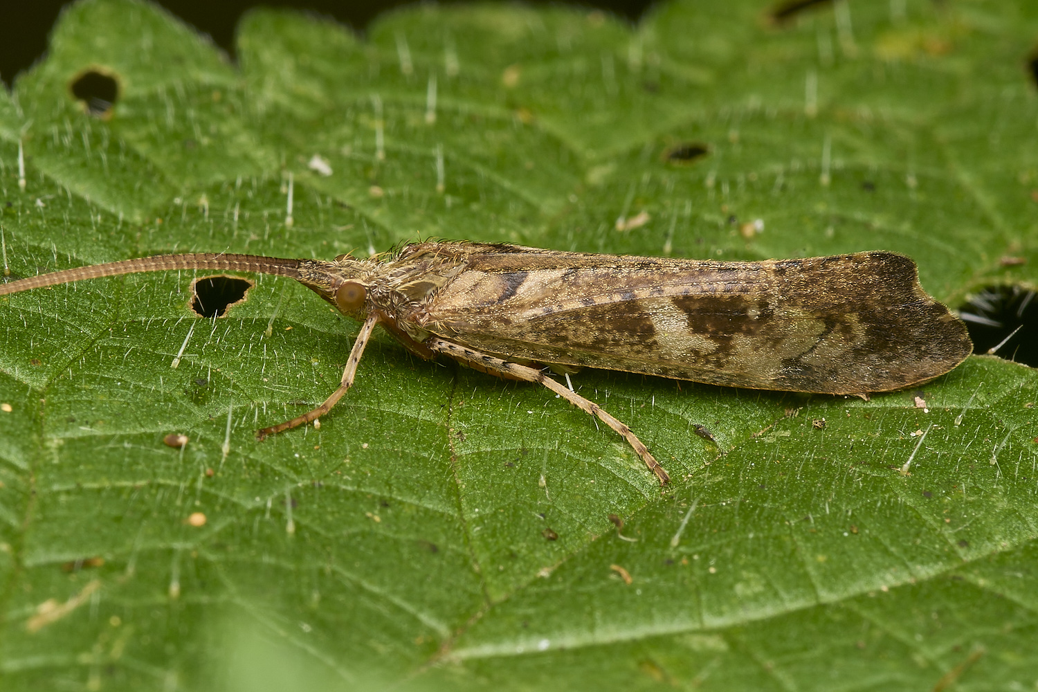 MartysMarshCaddisFly040824-2-NEF- 1