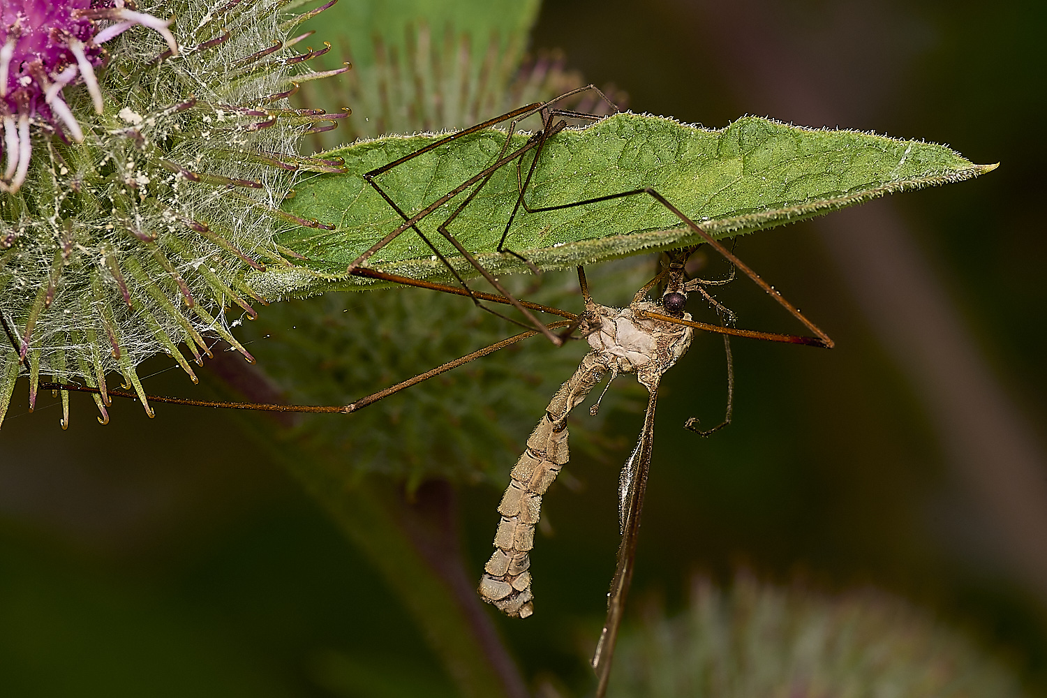 MartysMarshCraneFlyFungus040824-1-NEF-