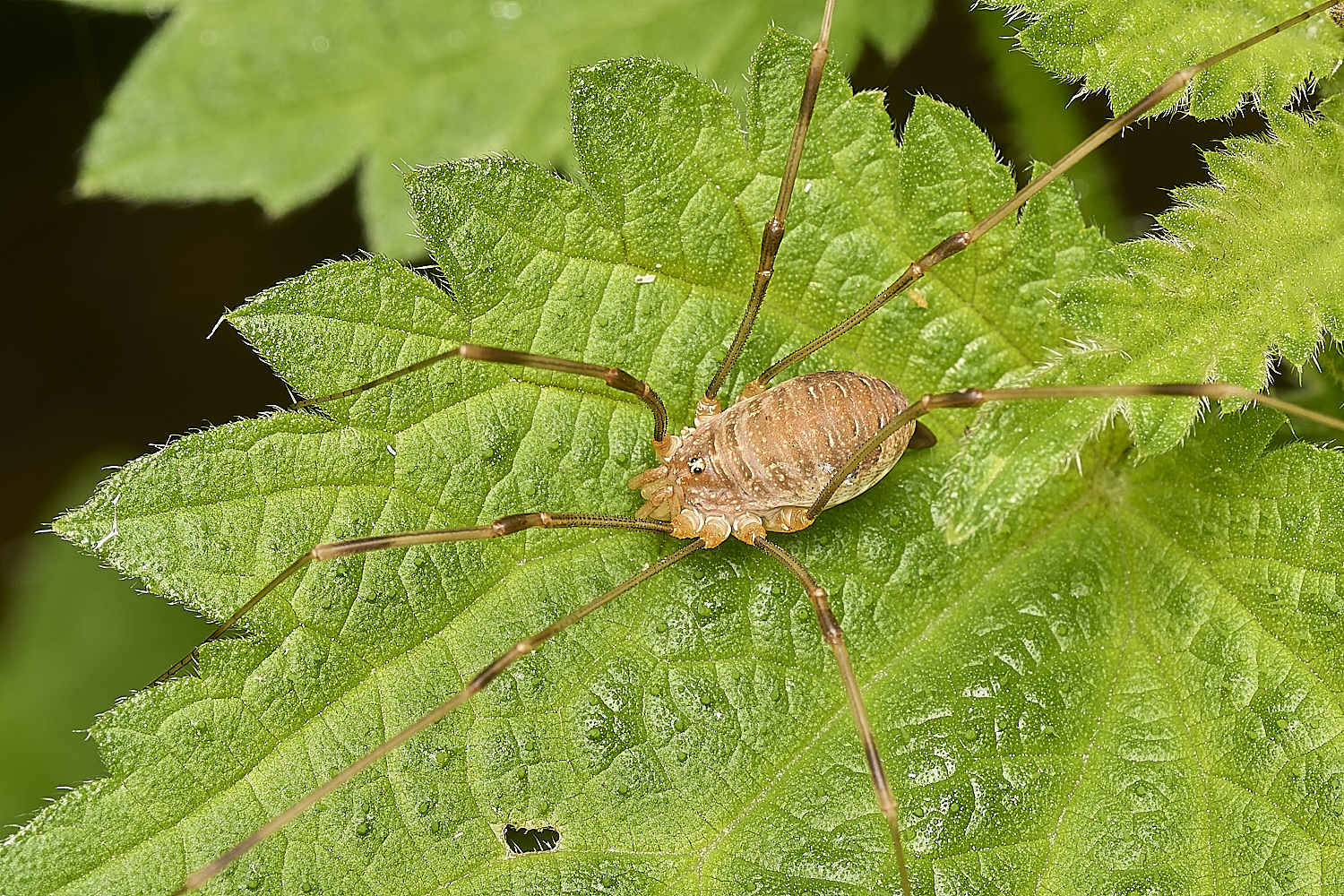 MartysMarshHarvestmen040824-2-NEF-