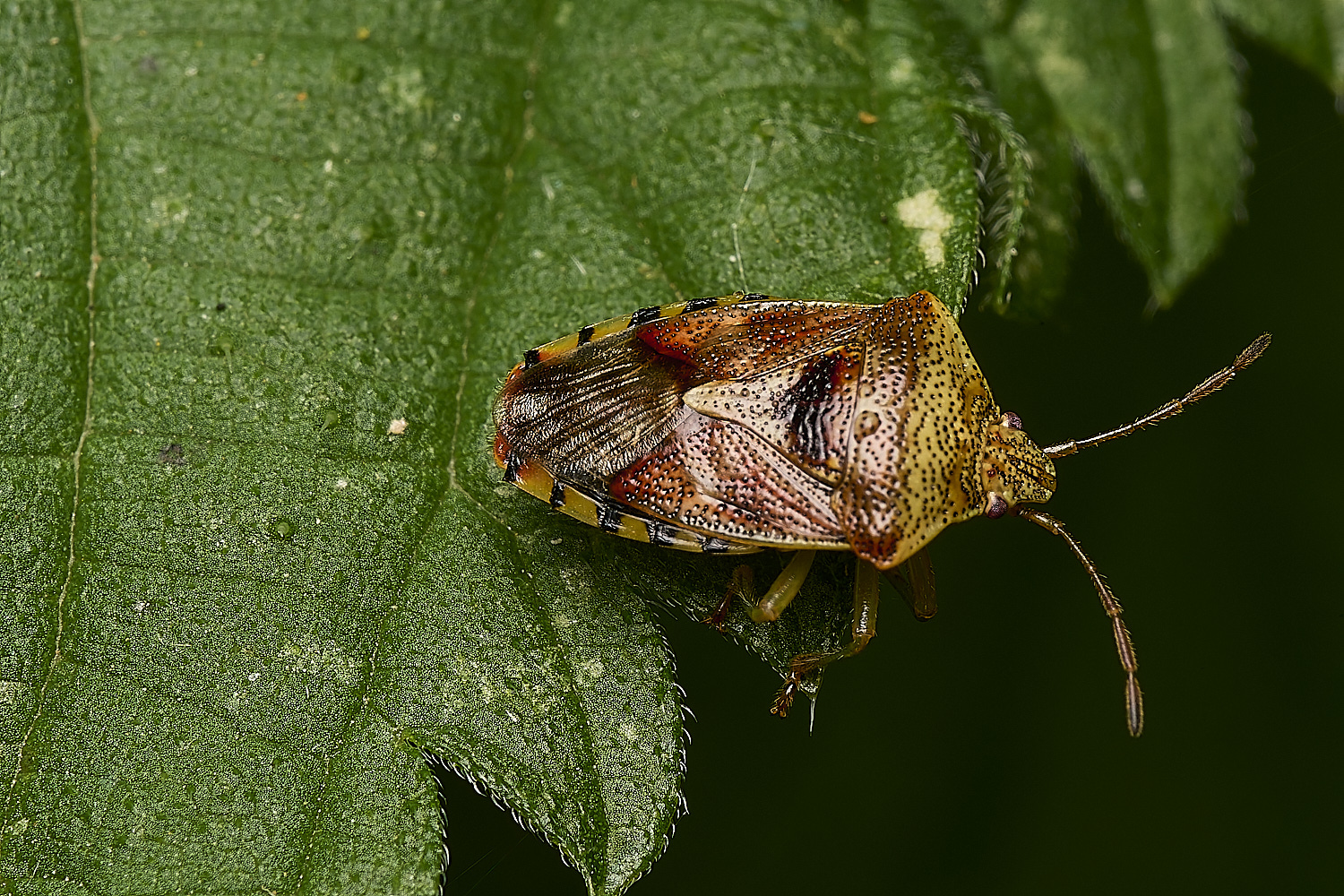 MartysMarshShieldbug040824-1-NEF-